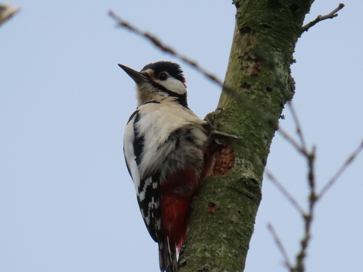 Great Spotted Woodpecker - ML619904609