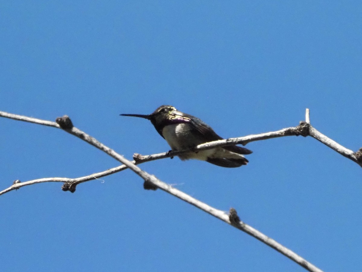 Costa's Hummingbird - ML619904614