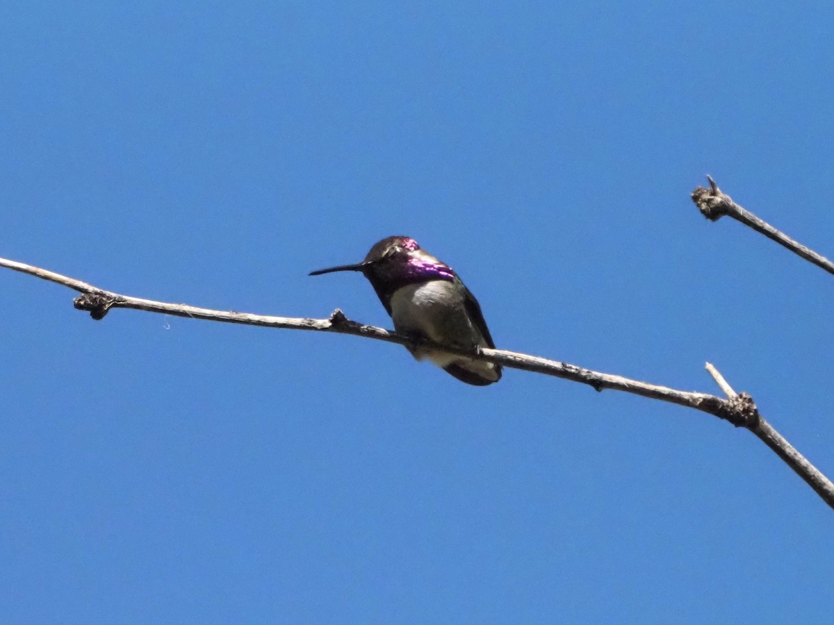 Costa's Hummingbird - ML619904615