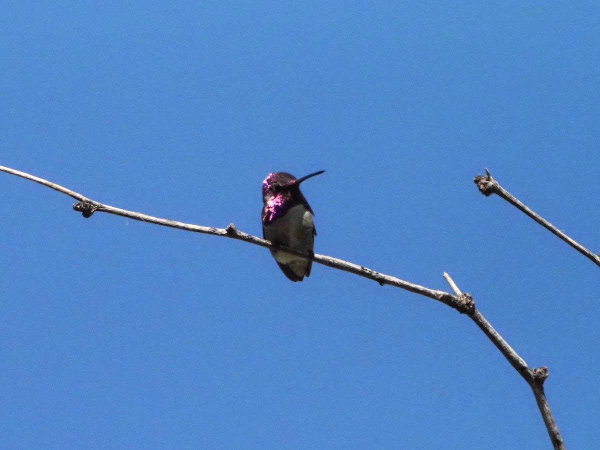 Costa's Hummingbird - ML619904617