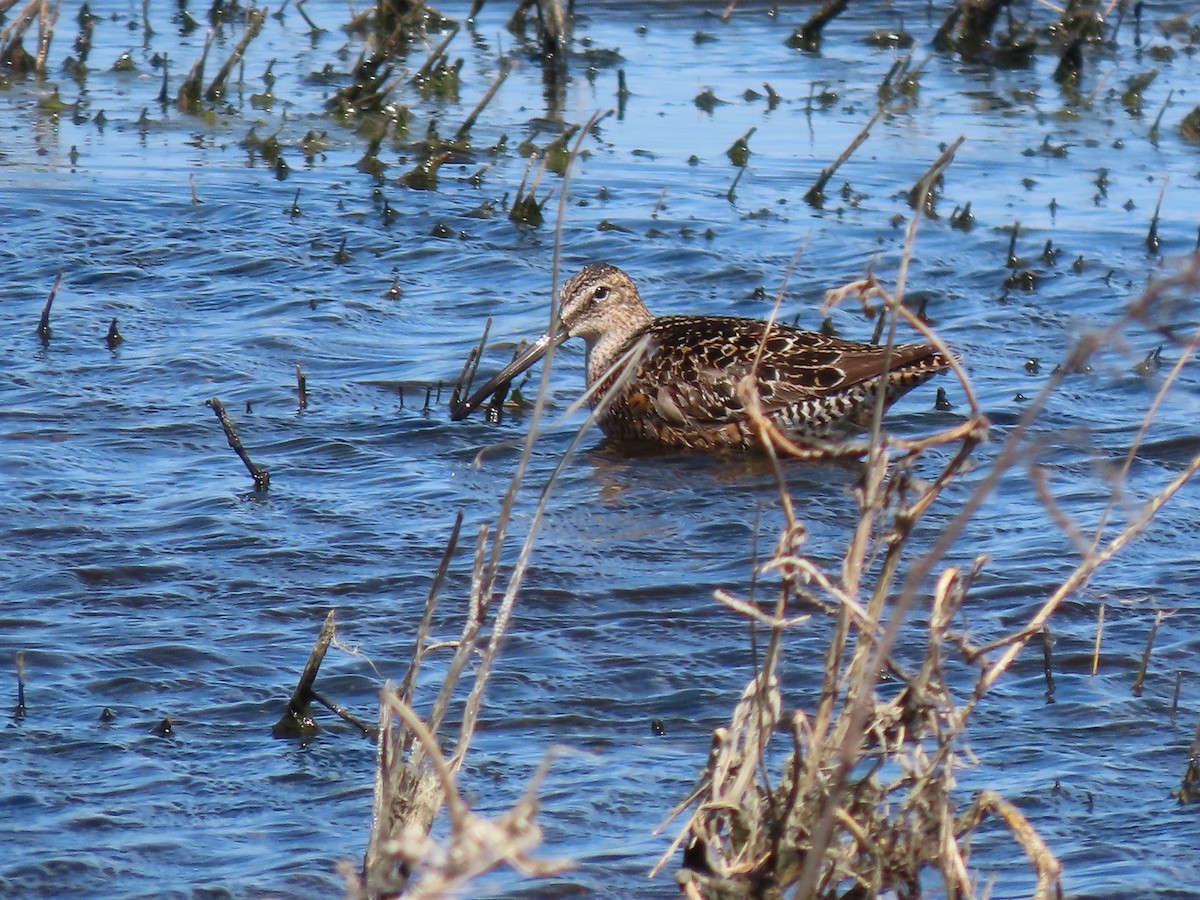 Long-billed Dowitcher - ML619904623