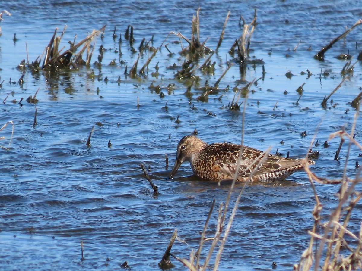 Long-billed Dowitcher - ML619904625
