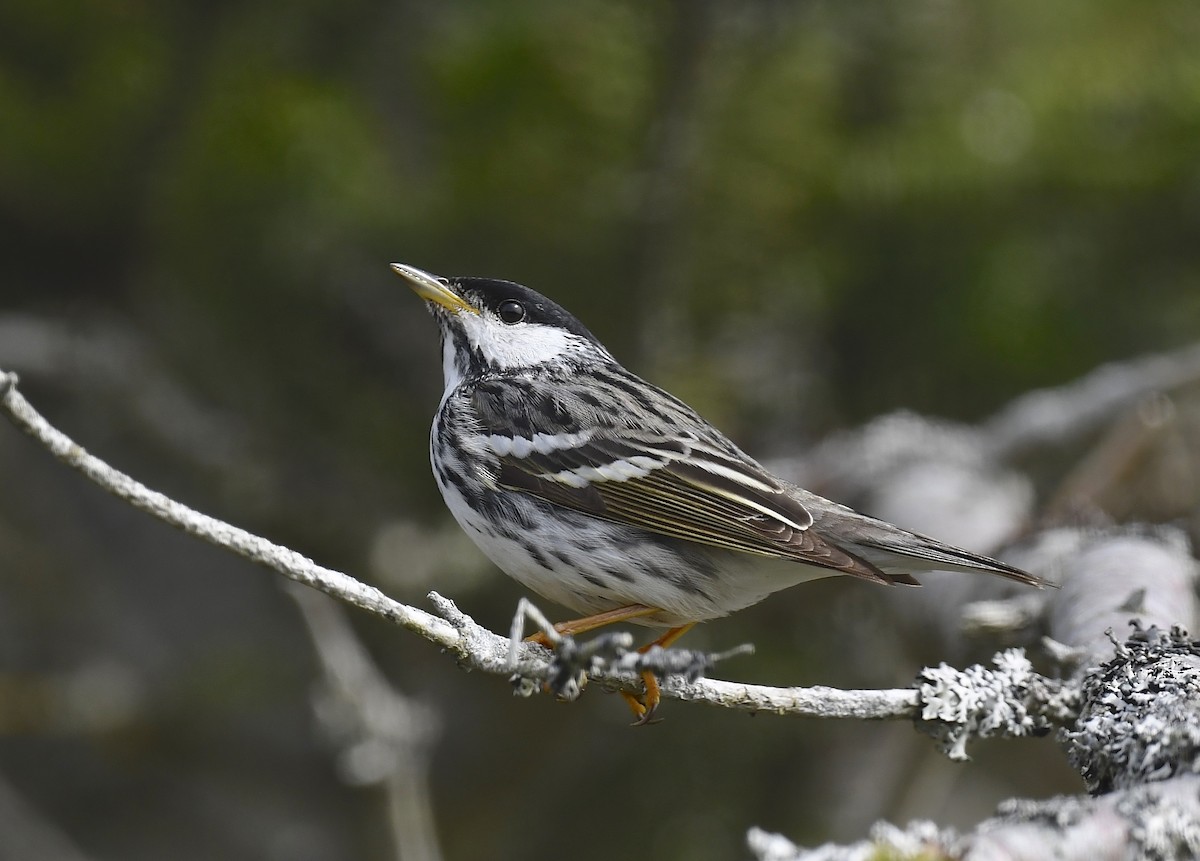 Blackpoll Warbler - ML619904633