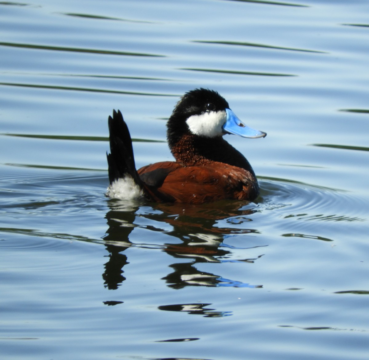 Ruddy Duck - ML619904637