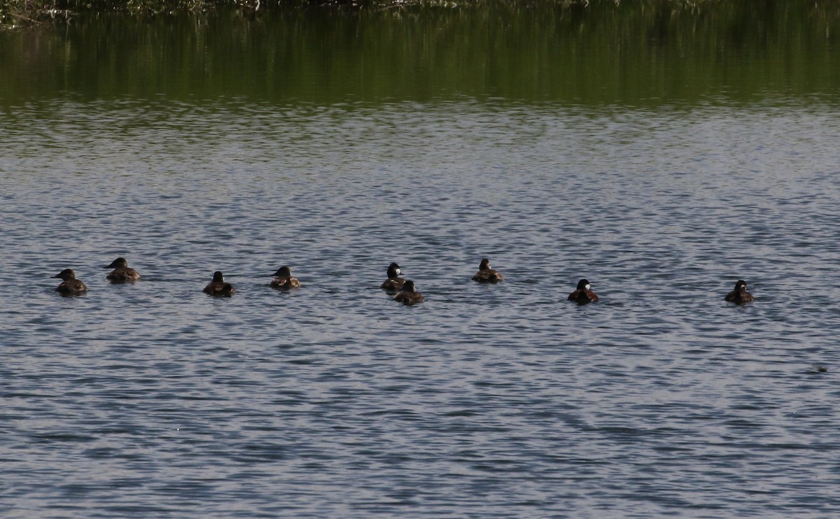 Ruddy Duck - ML619904648