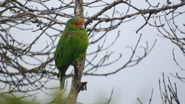Red-faced Parrot - ML619904654