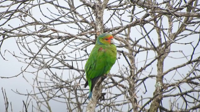 Red-faced Parrot - ML619904656