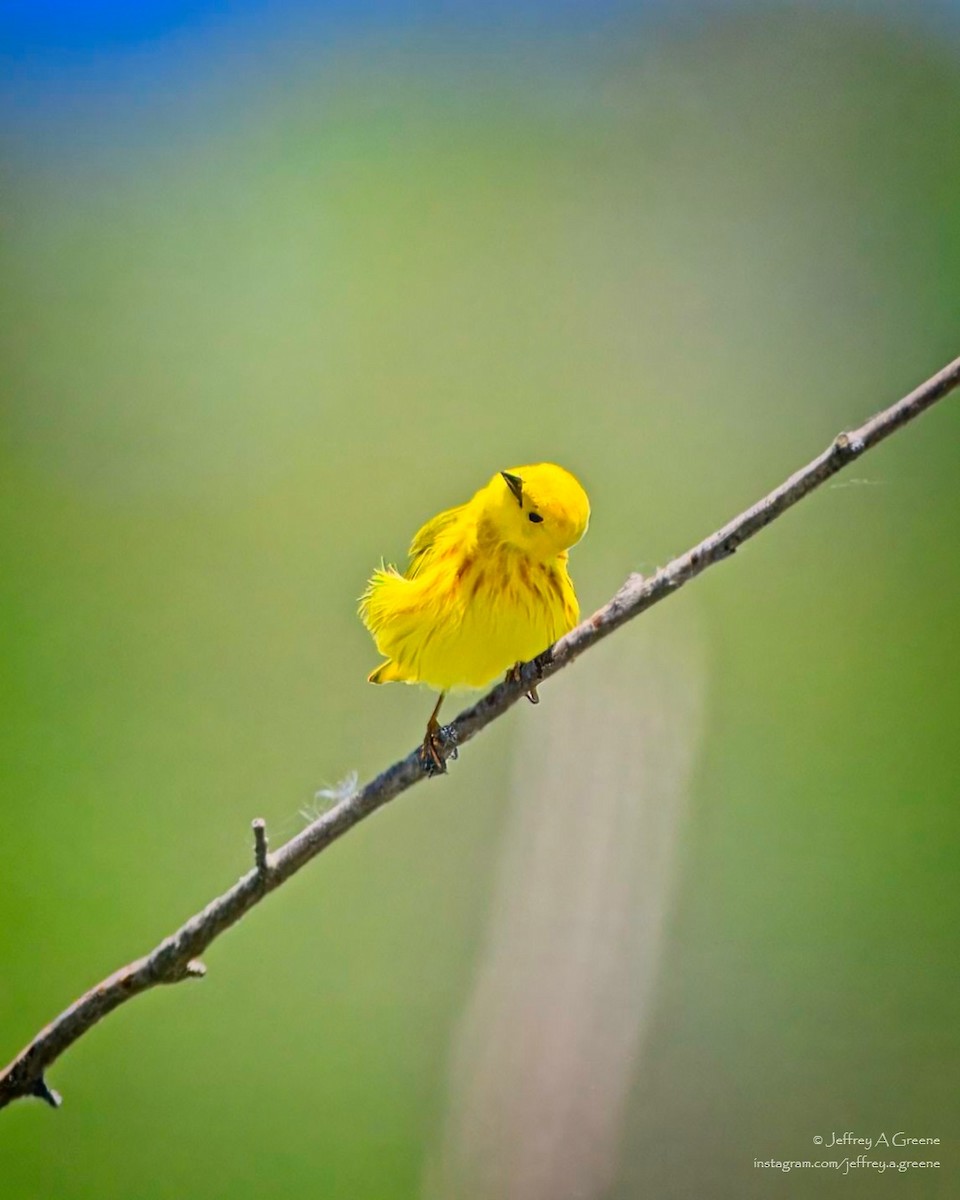 Yellow Warbler - ML619904669