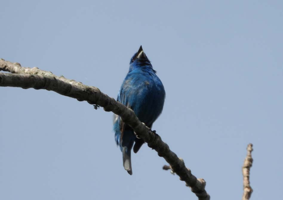 Indigo Bunting - Doug Pfeiffer