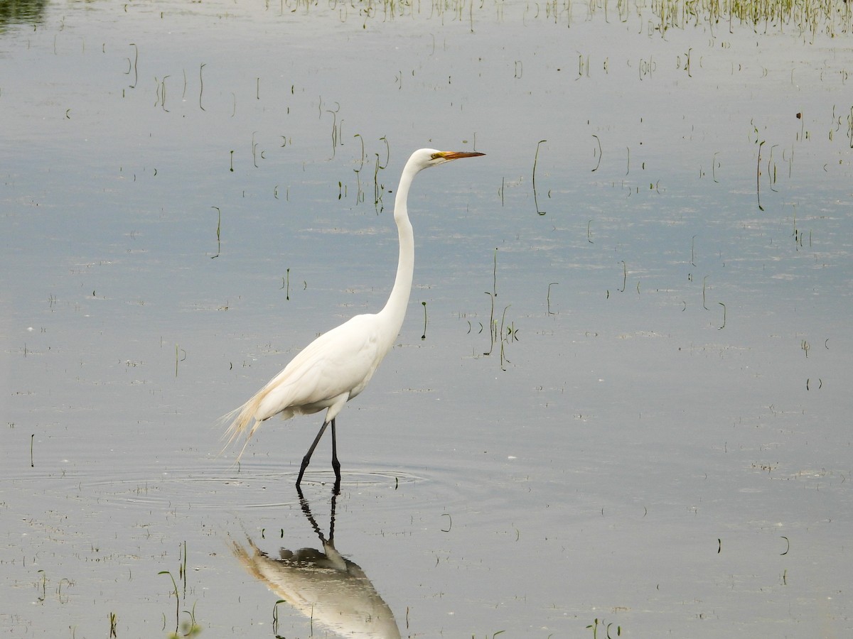 Great Egret - ML619904680