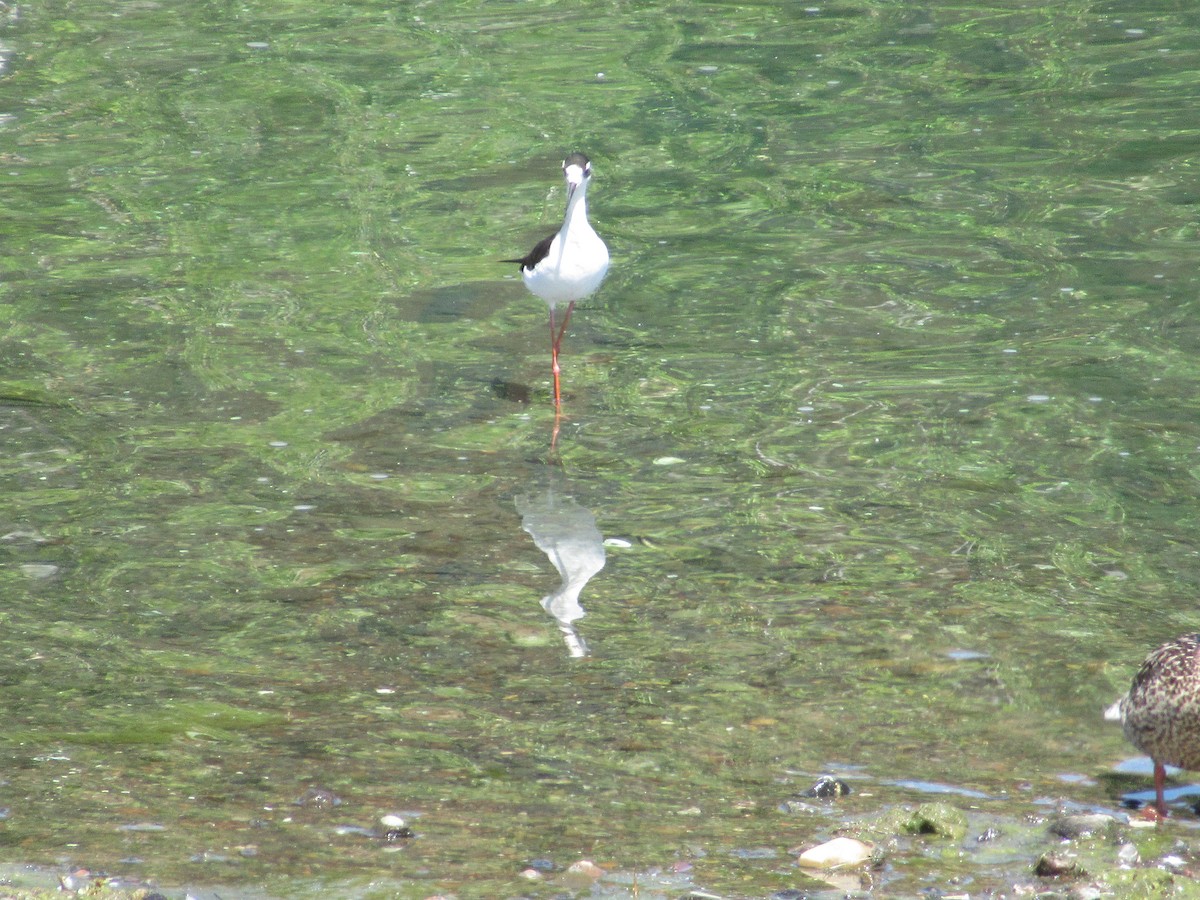 Black-necked Stilt - ML619904684