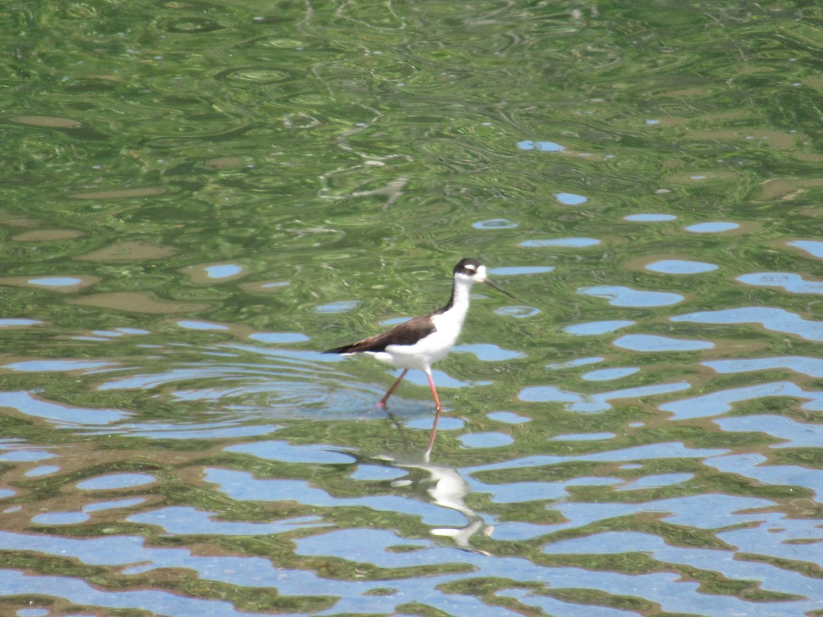 Black-necked Stilt - ML619904689