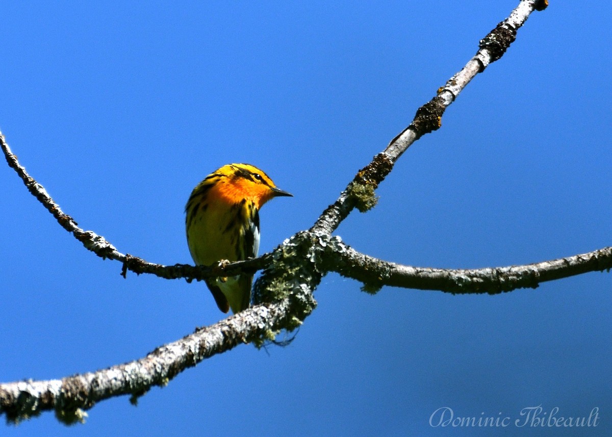 Blackburnian Warbler - ML619904697