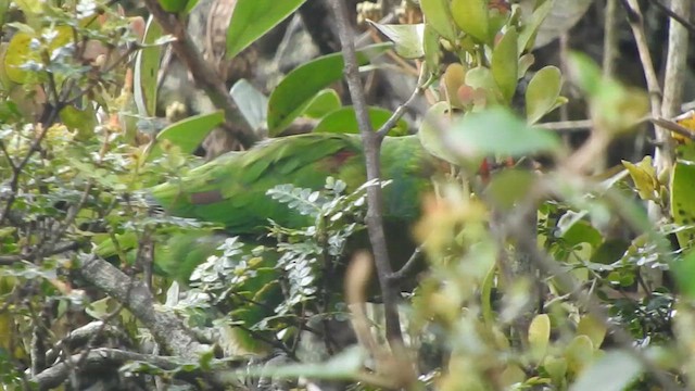 Red-faced Parrot - ML619904708