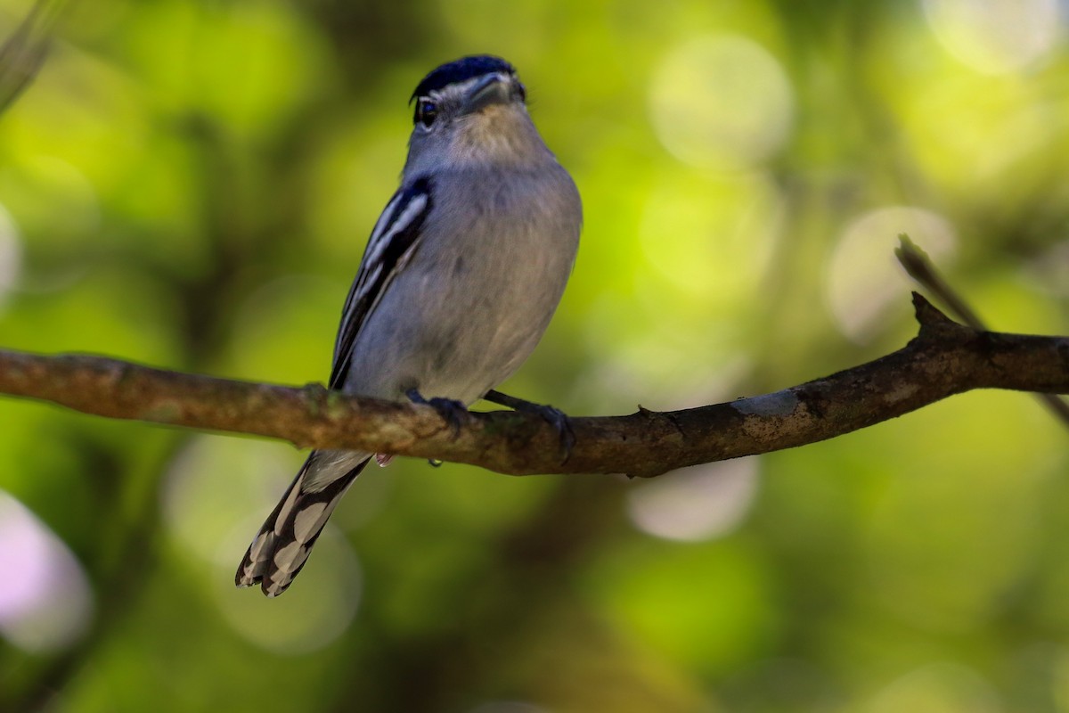 Black-capped Becard - ML619904710