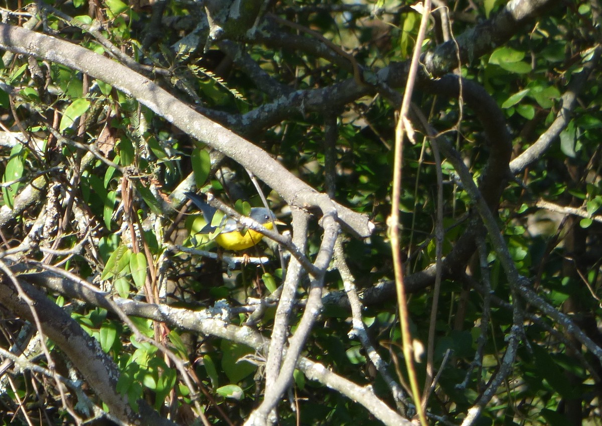 Parula Pitiayumí - ML619904721