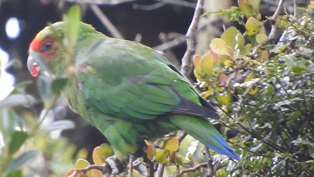 Red-faced Parrot - ML619904729