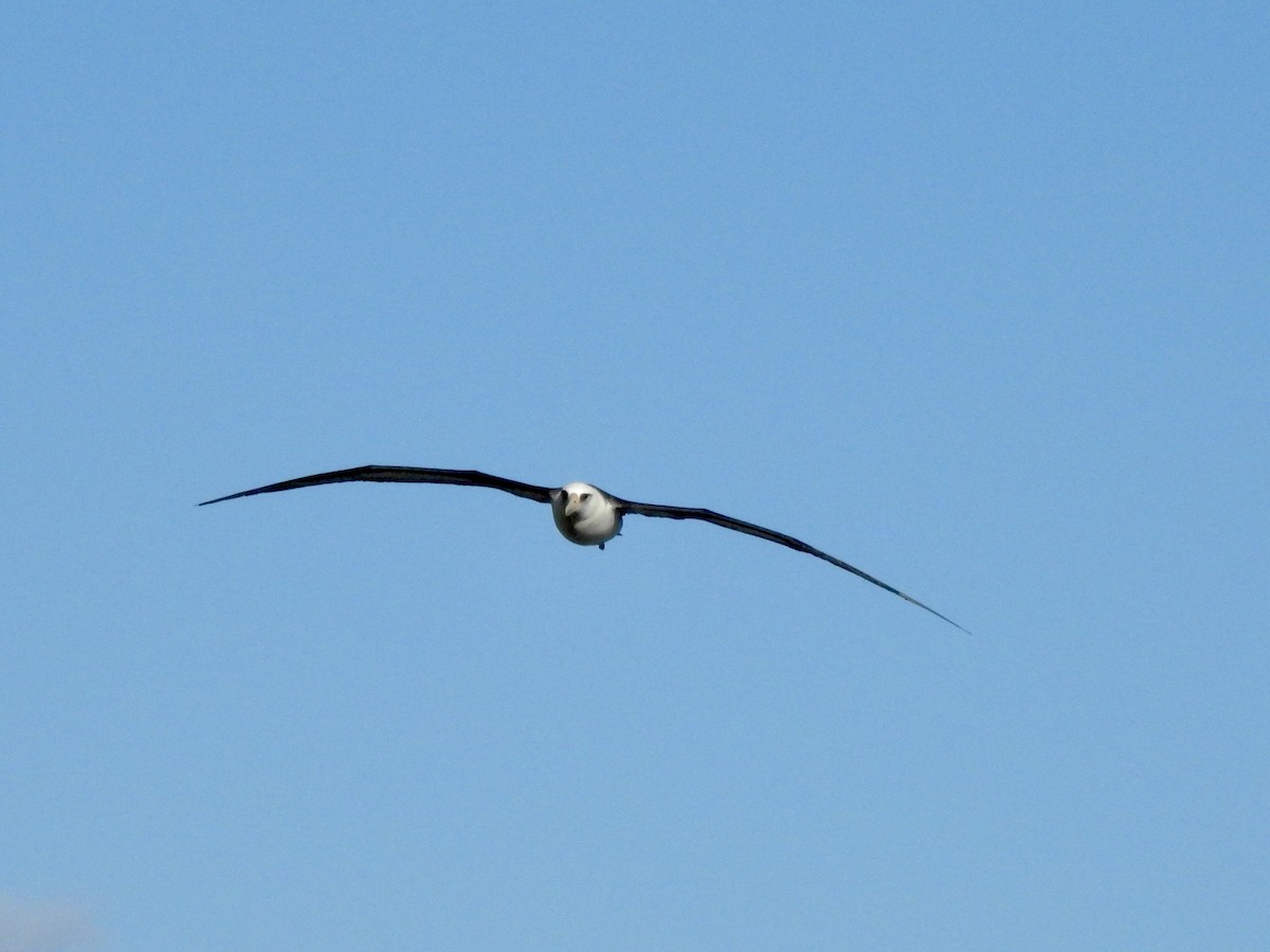Темноспинный альбатрос - ML619904731