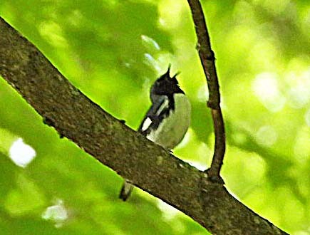 Black-throated Blue Warbler - ML619904734