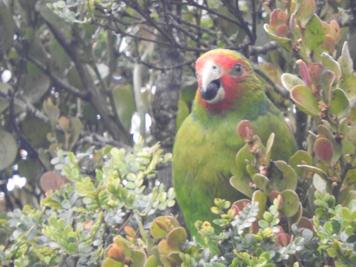 Red-faced Parrot - ML619904736