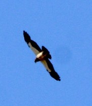 Swainson's Hawk - ML619904738