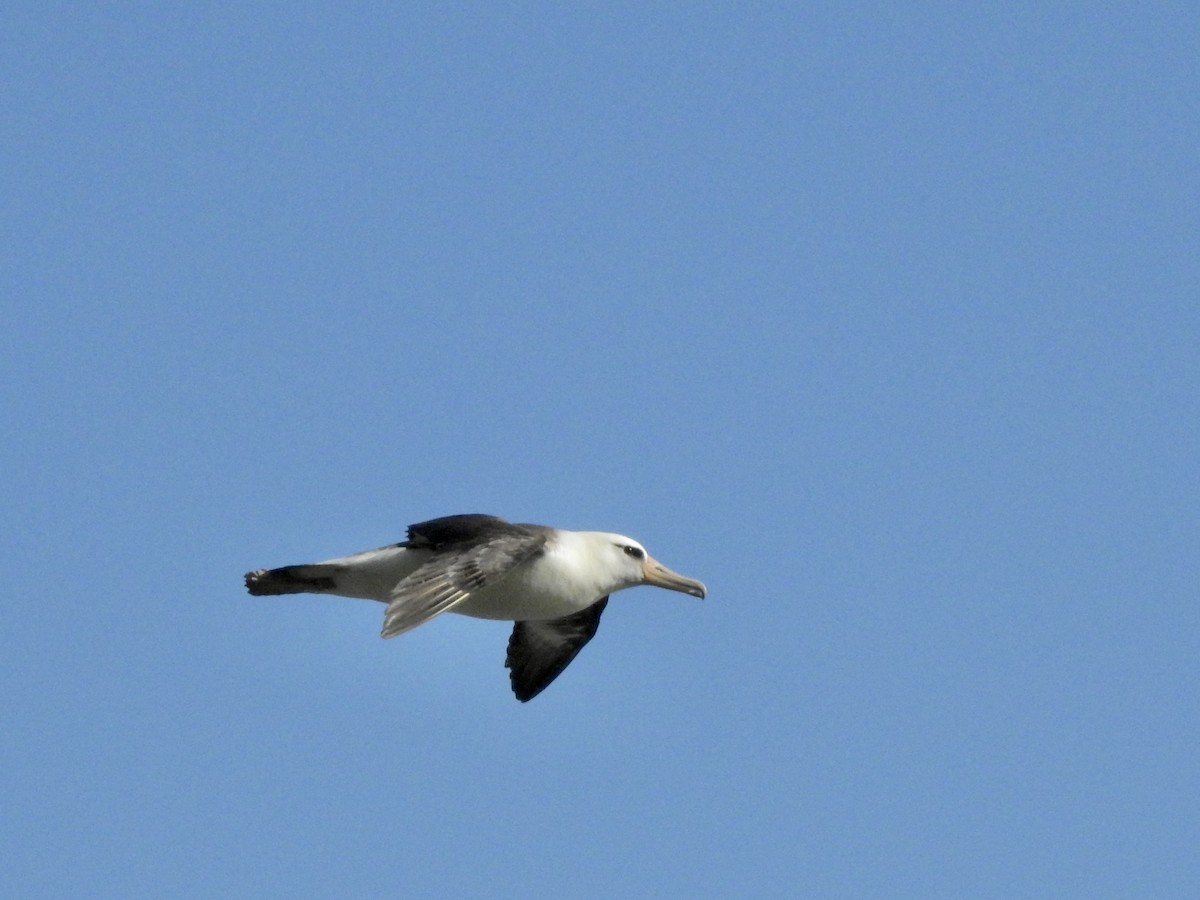Albatros de Laysan - ML619904744