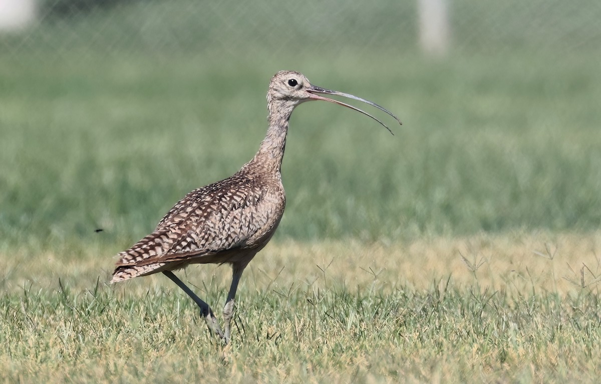 Long-billed Curlew - ML619904745