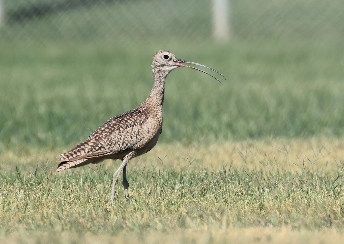 Long-billed Curlew - ML619904746
