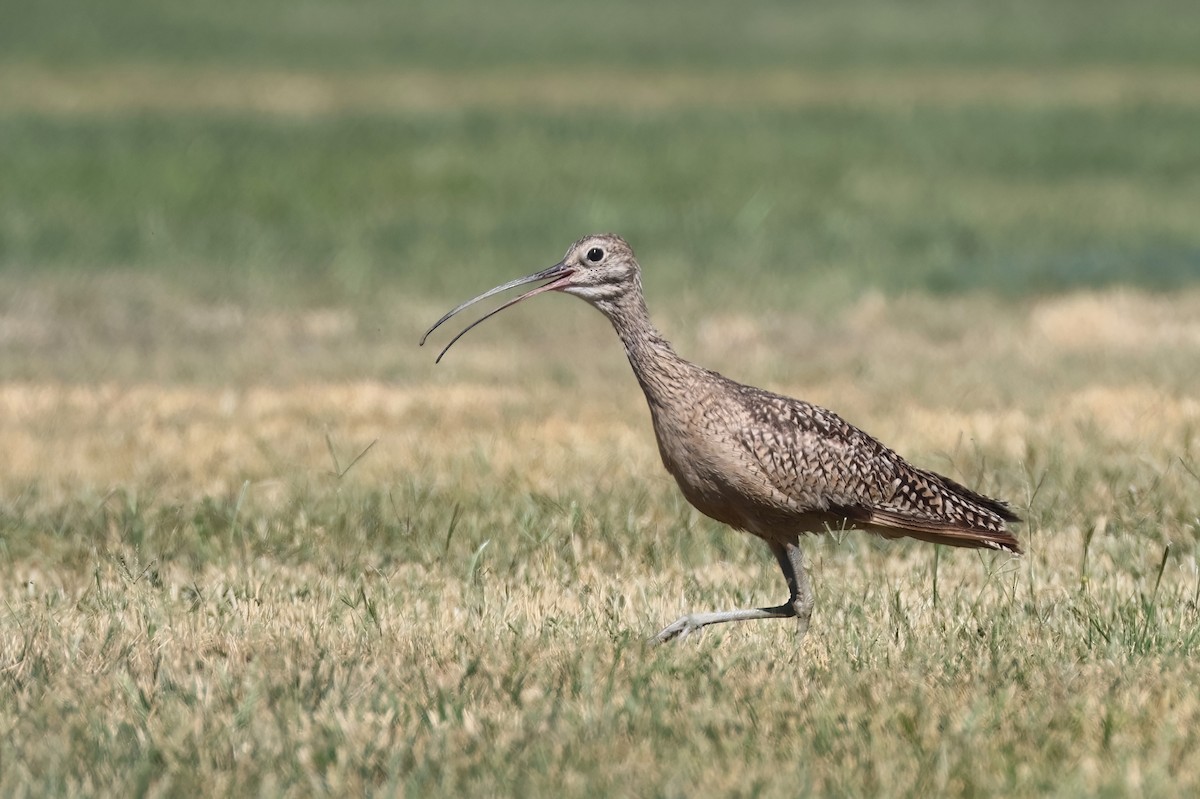 Long-billed Curlew - ML619904747