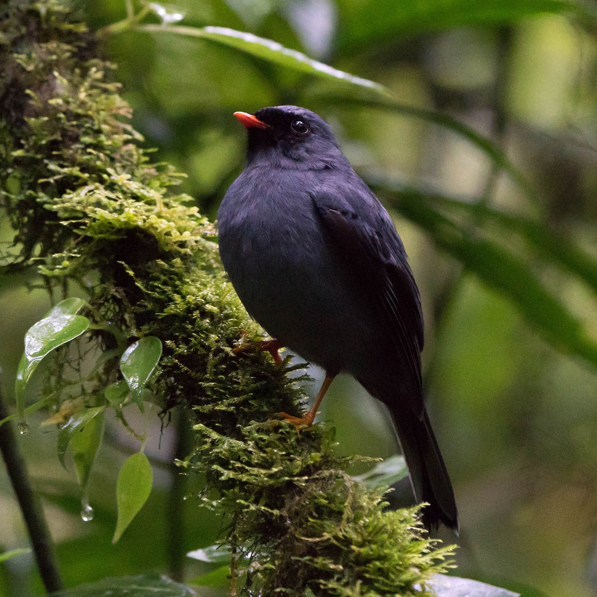 Black-faced Solitaire - ML619904767