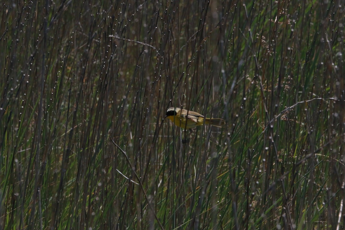 Paruline masquée - ML619904773