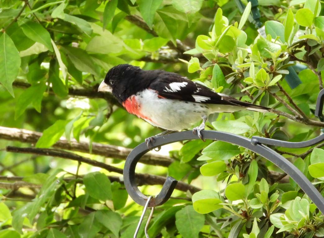 Rose-breasted Grosbeak - ML619904778