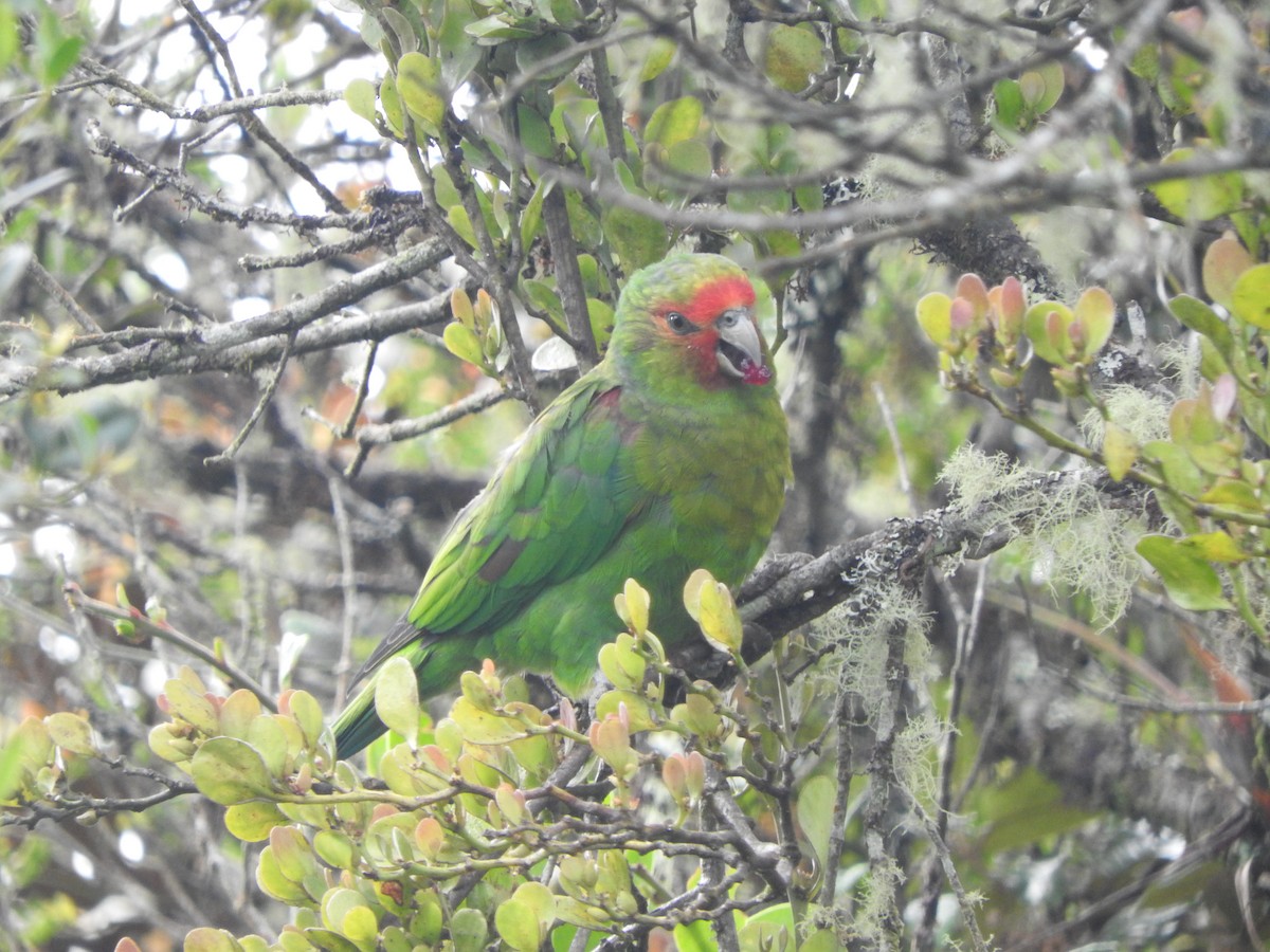Red-faced Parrot - ML619904799