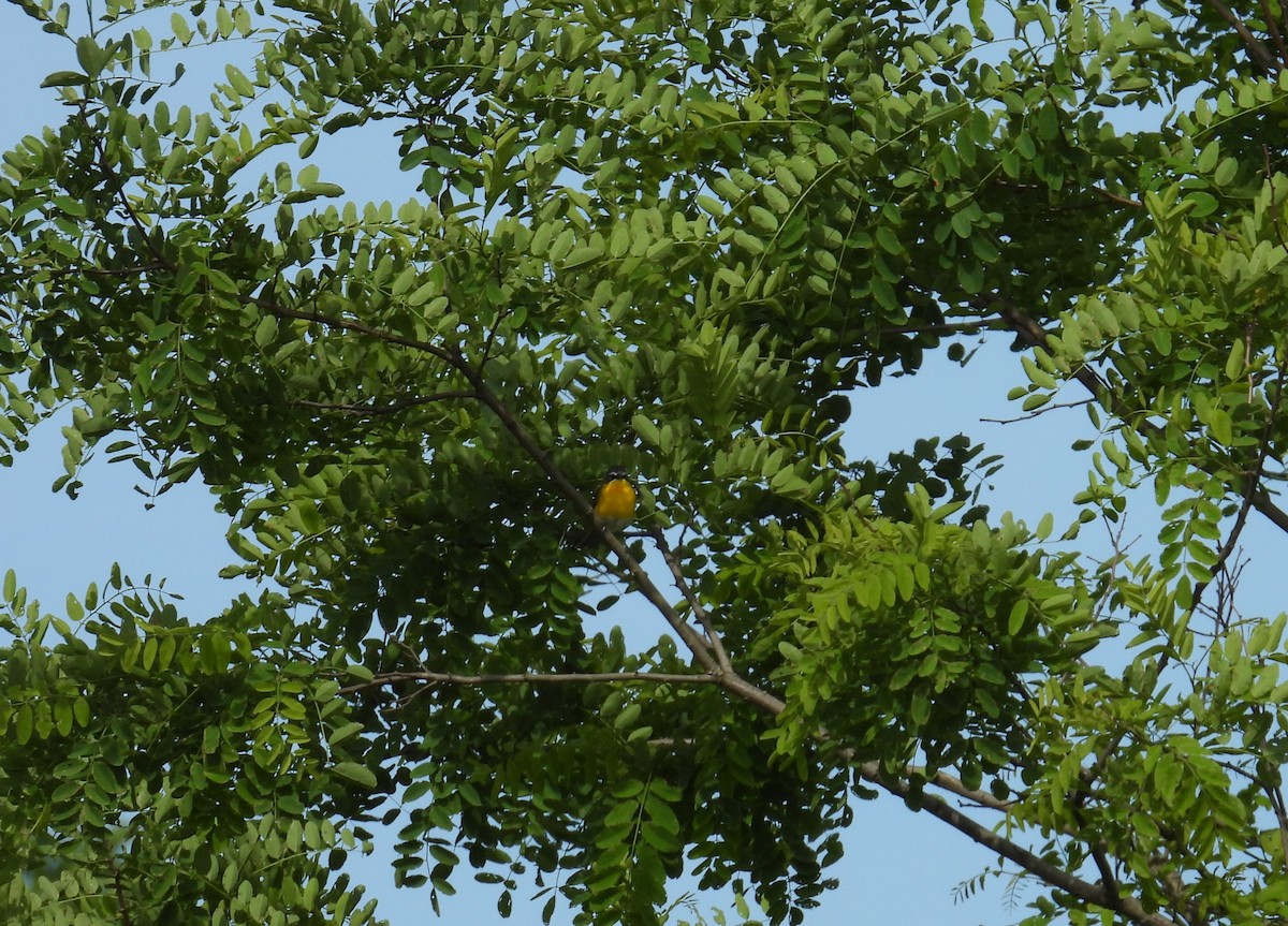 lesníček žlutoprsý - ML619904801