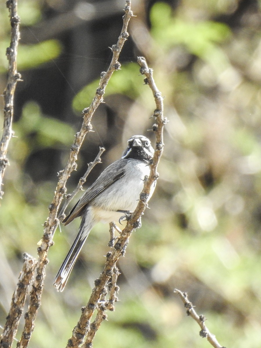 Black-throated Sparrow - ML619904803