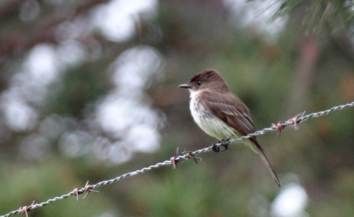 Eastern Phoebe - ML619904805