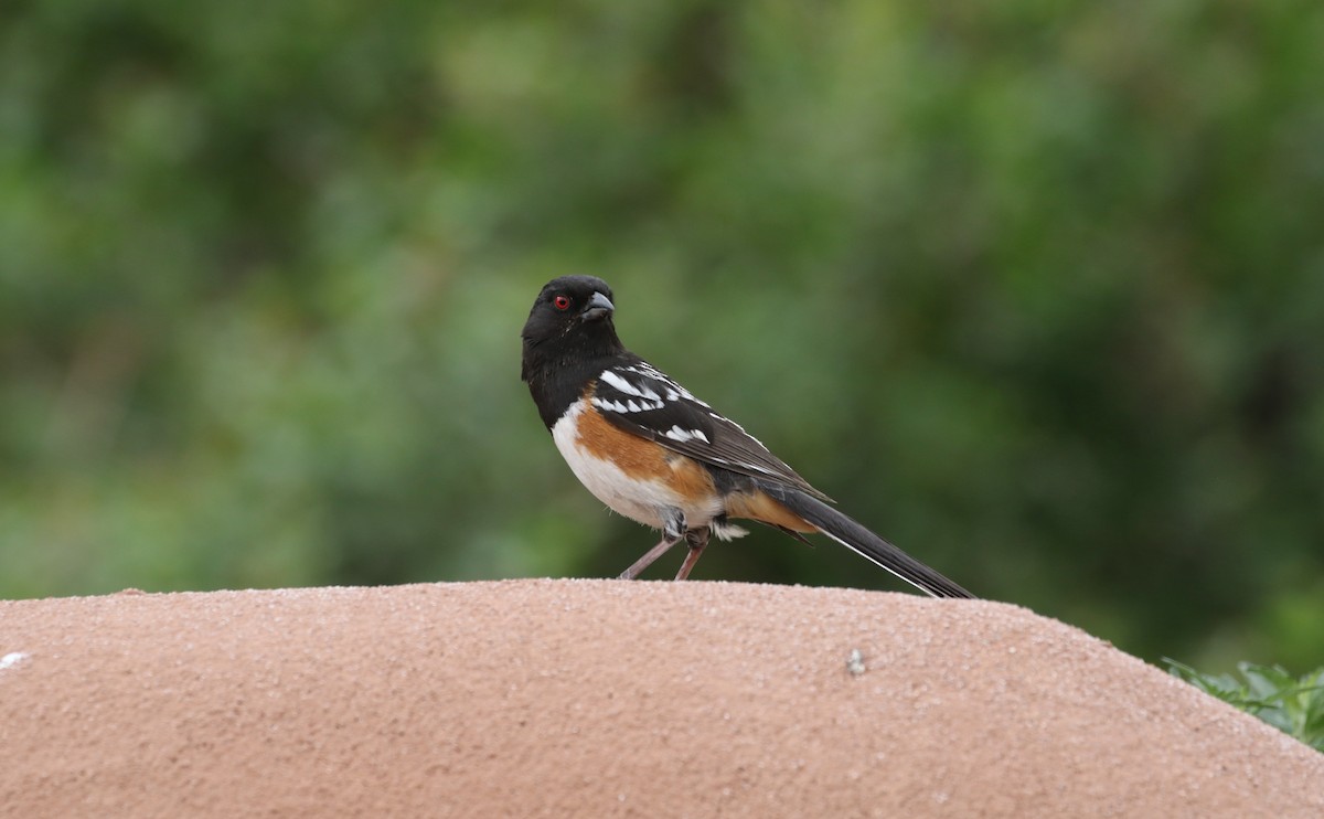 Spotted Towhee - ML619904811