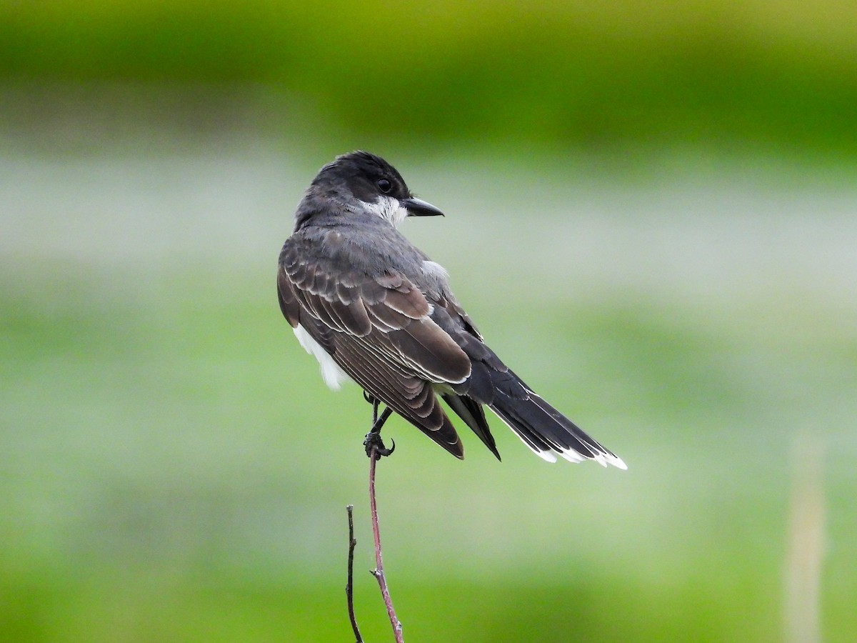 Eastern Kingbird - ML619904813