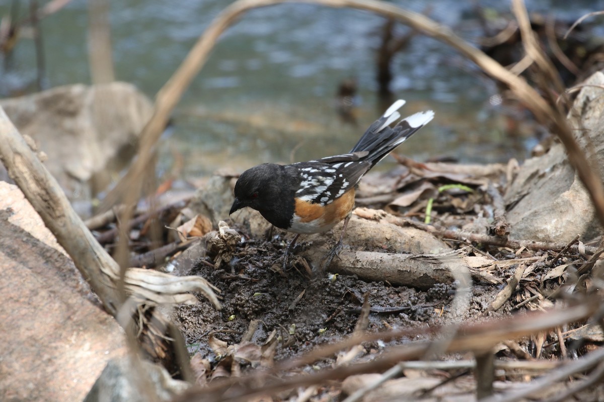 Spotted Towhee - ML619904814