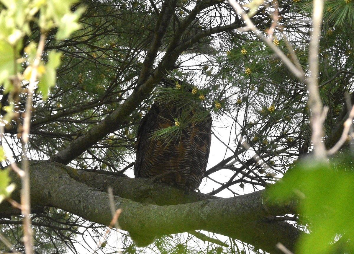 Great Horned Owl - ML619904815