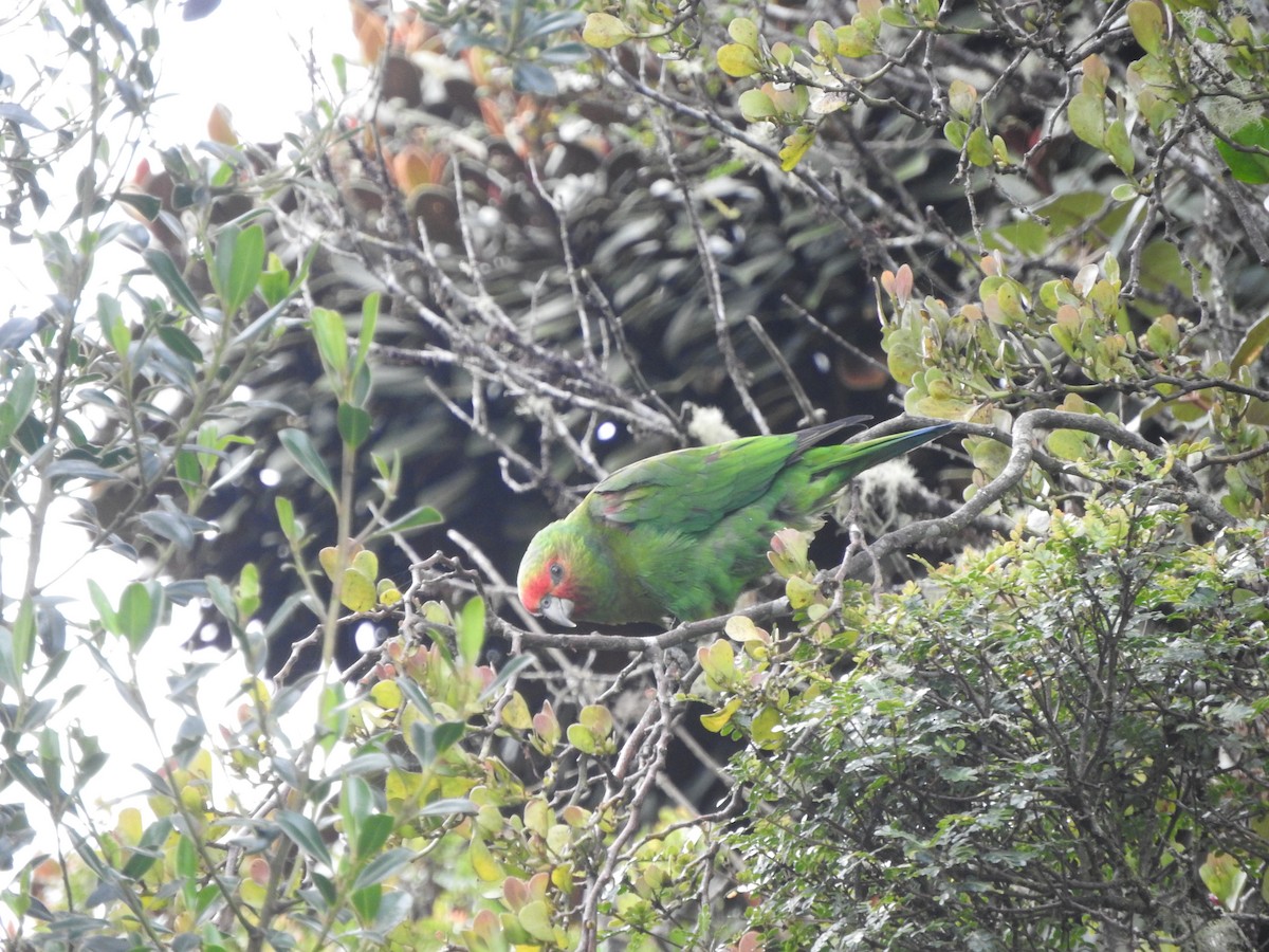 Red-faced Parrot - ML619904819