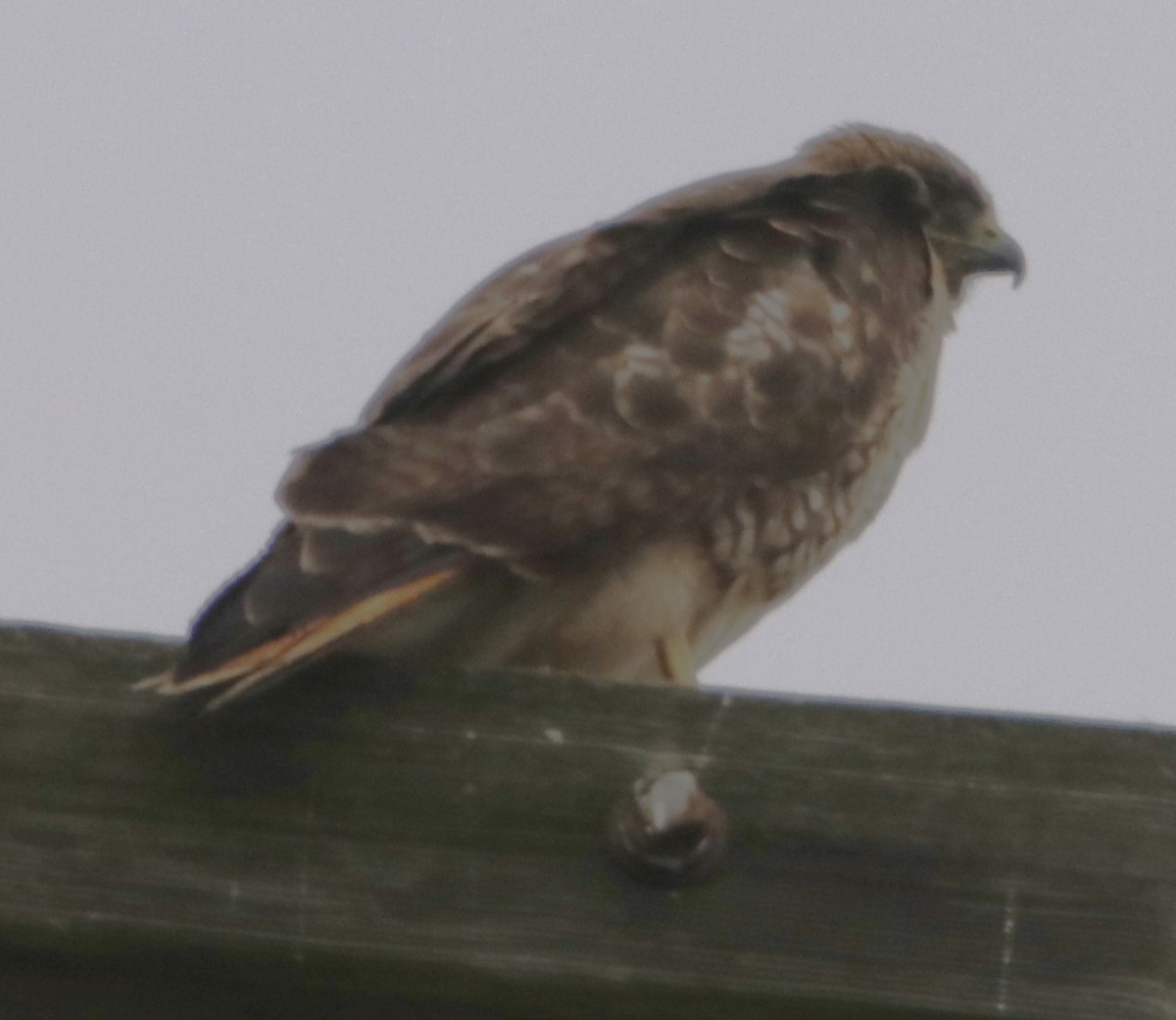 Red-tailed Hawk - ML619904822
