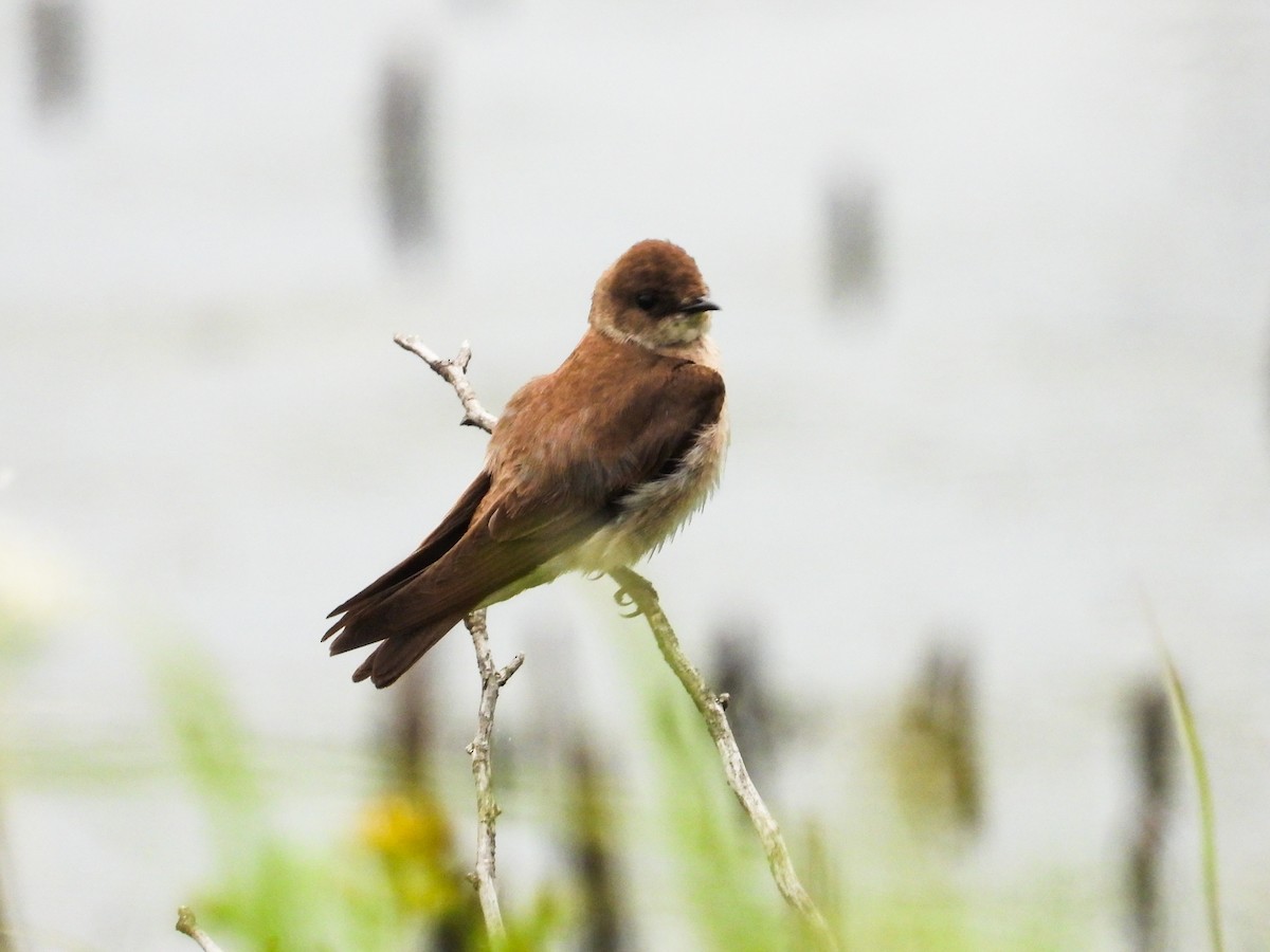 Northern Rough-winged Swallow - ML619904826