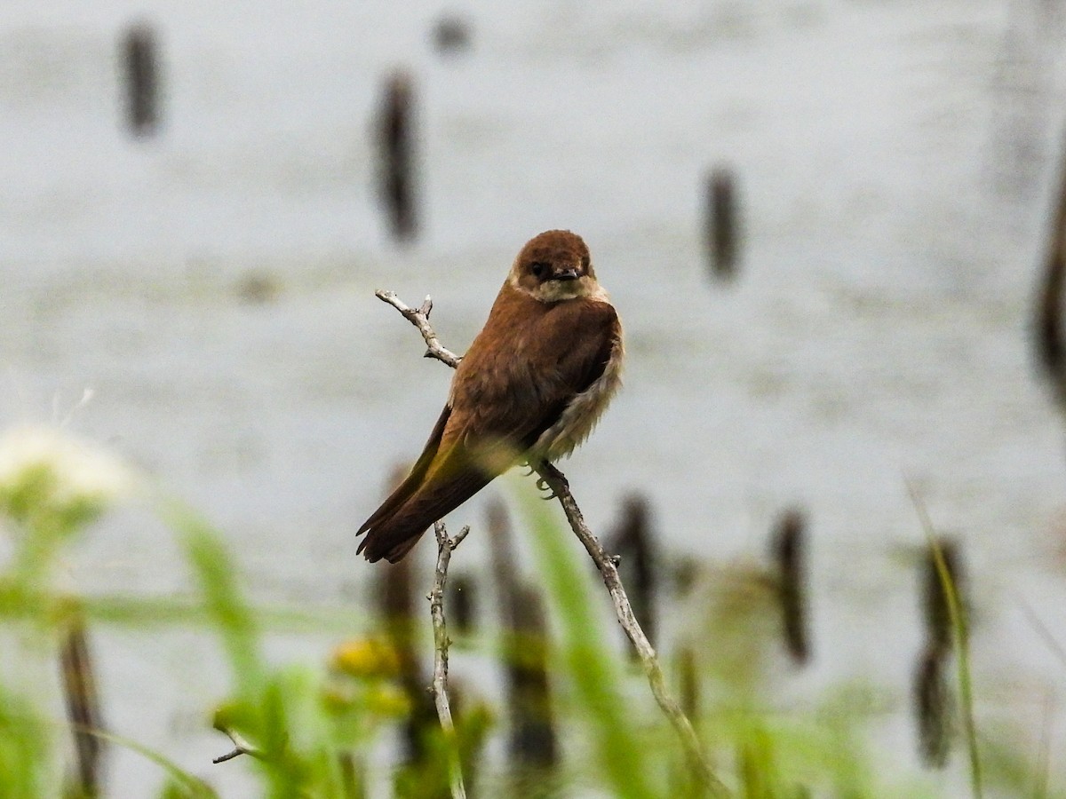 Northern Rough-winged Swallow - ML619904828