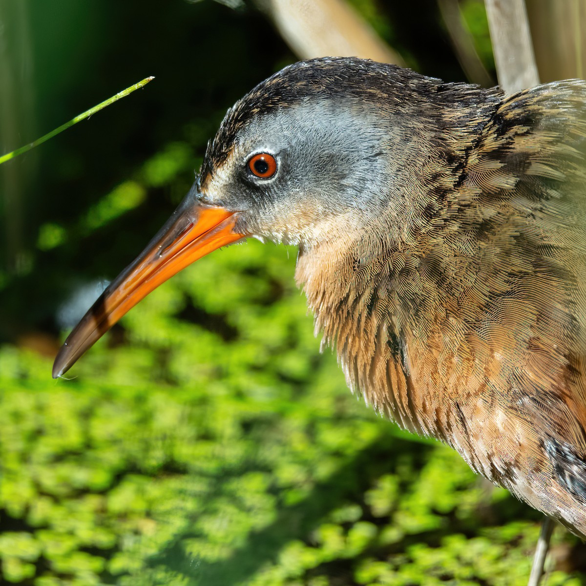 Virginia Rail - ML619904833