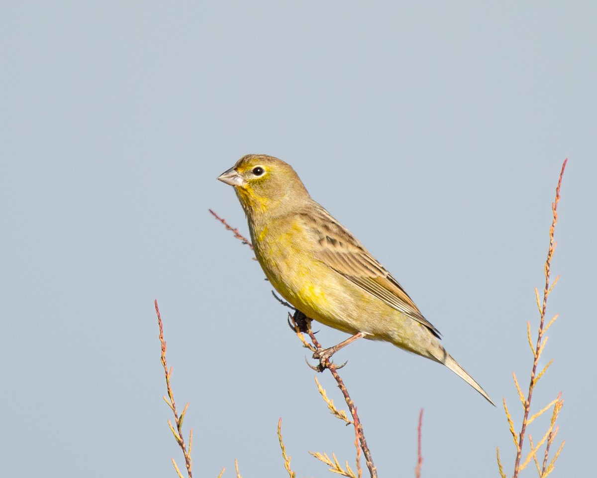 Grassland Yellow-Finch - ML619904865