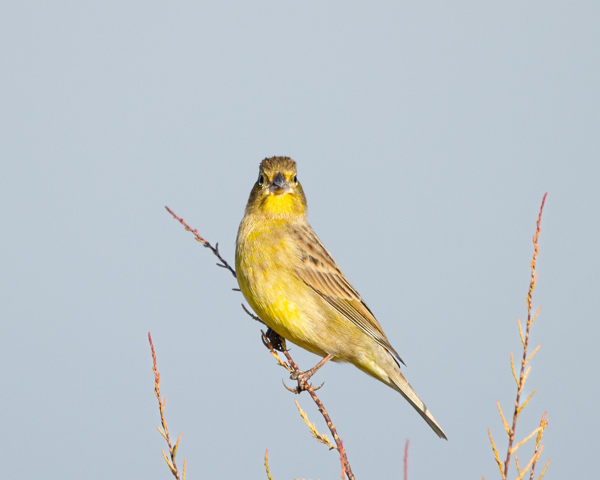 Grassland Yellow-Finch - ML619904866