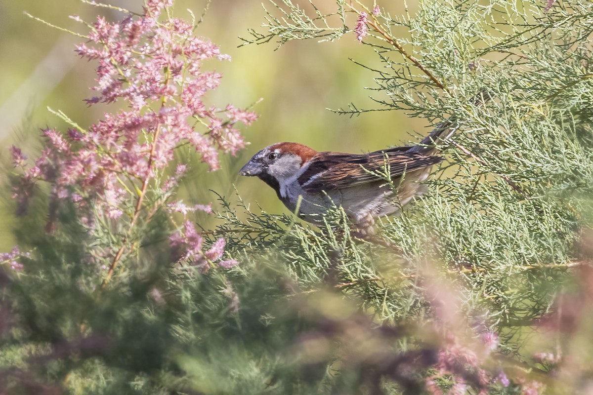 House Sparrow - ML619904879