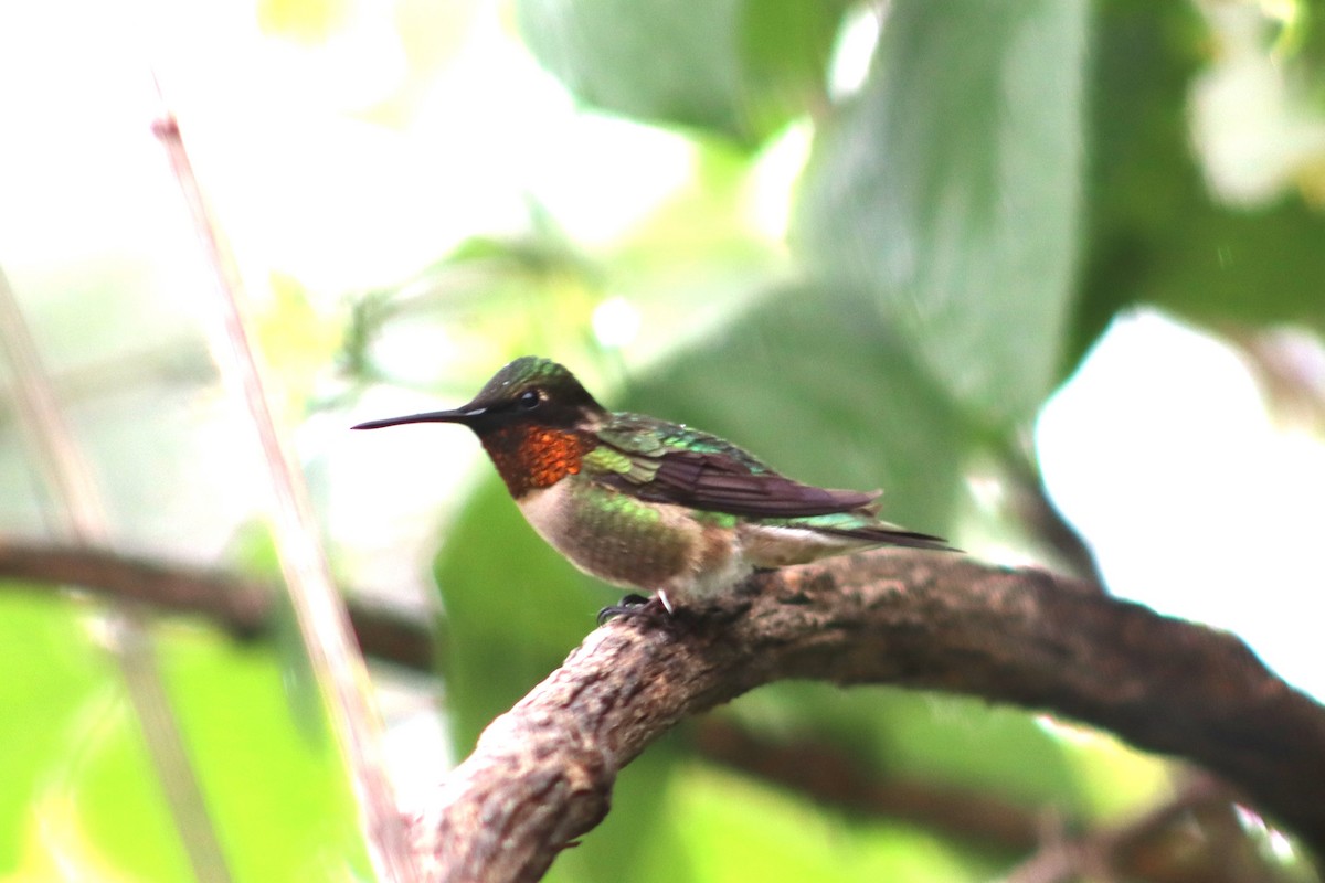Ruby-throated Hummingbird - ML619904898