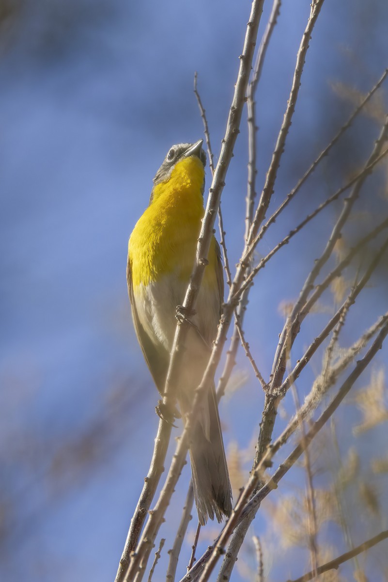 Yellow-breasted Chat - ML619904916